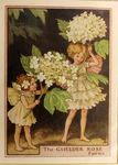 The Guelder Rose Fairies by Cicely Mary Barker