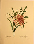 Carnation Print by Pierre Joseph Redoute