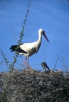 B42.160 Stork's Nest by Denis Baly