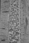 B04.062 Leptis Magna - Basilica by Denis Baly