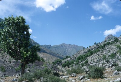 image preview
