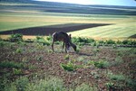 AU.011 Bitlis to Diyarbakir by Denis Baly