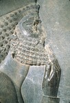 K.071 Close up of Courtier by Denis Baly