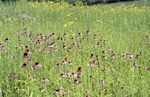 Expanse of Prairie Cone Flowers Denny Prairie by David Heithaus