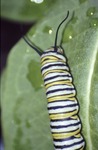 Monarch last instar on Asclepias by David Heithaus