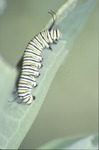 Monarch last instar feeding by David Heithaus