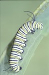 Monarch last instar feeding by David Heithaus