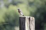 Male Bluebird on post near nest by Pat Heithaus and Ray Heithaus