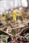 Erythronium americanum, Liliaceae, Gambier, Ohio by Pat Heithaus and Ray Heithaus