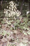Early Meadow Rue by Pat Heithaus and Ray Heithaus
