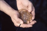Salamander Eggs by Pat Heithaus and Ray Heithaus