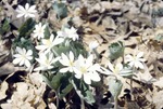Bloodroot Flowers by Pat Heithaus and Ray Heithaus