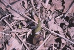 Skunk Cabbage by Wolf Run by Pat Heithaus and Ray Heithaus