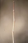 Sycamore twig BFEC by Pat Heithaus and Ray Heithaus