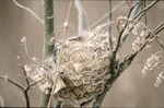 Bird nest in CRP, BFEC by Pat Heithaus and Ray Heithaus