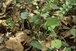 BFEC deer browsing study:T1 Understory plants by Pat Heithaus and Ray Heithaus
