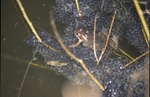Amphlexus: wood frogs in eggs mass, Ramser Arboretum by Pat Heithaus and Ray Heithaus