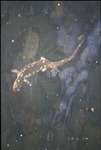 Spotted salamander by eggs, BFEC by Pat Heithaus and Ray Heithaus