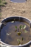 BFEC Mesocosm experiment, Fletcher and Fennessy by Pat Heithaus and Ray Heithaus