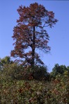 BFEC Fall Black Gum on hill by Pat Heithaus and Ray Heithaus