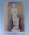 241 Venus of Capitol. Rome.