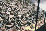 Exhibit of Shoes at Auschwitz
