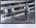 A Little Boy Looks at Goats