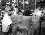 Dan Younger, Grooming Sheep for Show, Junior Fair, Knox County Fair, Mount Vernon, OH, 1994