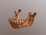 Choukoutien (Lower cave) mandible (Homo erectus)