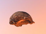 Choukoutien (Lower cave- locus t) skull I (Homo erectus)