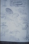 Pencil drawing of various mushrooms - from the book by Brenda Young, Chris Grasso, and Lori Liggett