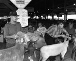 Dan Younger, Sheep Judging, Junior Fair, Knox County Fair, Mount Vernon, OH, 1995