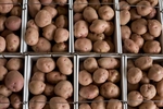 Potatoes at the Owl Creek Auction