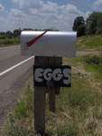 Eggs for Sale