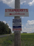 Strawberries for Sale