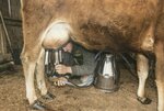 Fox Hollow Farm (Rickard Family Farm): Jesse Milking by Daniel P. Younger