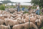 Fox Hollow Farm (Rickard Family Farm): Lamb Separation with Lisa, Bruce, and Kenyon Students by Daniel P. Younger
