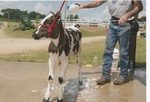 Knox County Fair, Washing a Calf by Daniel P. Younger