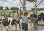 Knox County Fair, Washing Dairy Cows by Daniel P. Younger