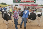 Knox County Fair, 4-H Dairy Cow Show by Daniel P. Younger