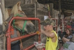 Knox County Fair, Feeding a Horse in the Horse Barn by Daniel P. Younger