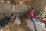 Knox County Fair, Grooming Cows in the Dairy Barn by Daniel P. Younger