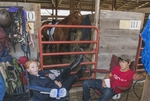 Knox County Fair, Relaxing in the Horsebarn by Daniel P. Younger