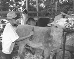 Knox County Fair #20: Shearing a Sheep (Clinton Stockman, Purdy) by Daniel P. Younger