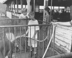 Morrow County Fair, Mt. Gilead #11: Hosing Down a Hog by Daniel P. Younger