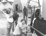 Madison County Fair #1: Preparing a Dairy Cow for Show by Daniel P. Younger
