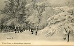 Winter Scene on Mount Royal